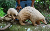 The Pangolin: A Mammal with Lizard Scales