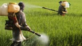 Secret documents: Monsanto knew about glyphosate-cancer link 35 years ago