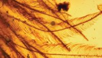 “Dinosaur” in Amber: Evolutionists Spin Another Tail