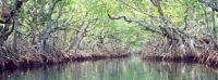 Fla. Everglades Dolphins Have the World’s Highest Mercury Levels