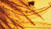 Did a Dinosaur Get Its Feathered Tail Caught in Amber?