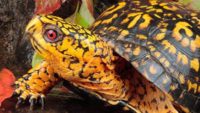 Eastern Box Turtles—Frozen Alive!