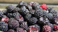 Black Raspberry Supplements Put to the Test