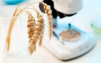 GMO Wheat Trials to Begin In Europe