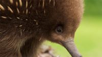 Echidna—Outback Oddity