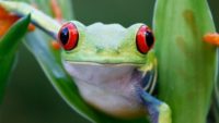 Super-Sticky Spit: How a Frog Gets a Meal