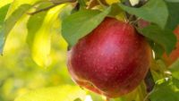 Was the Forbidden Fruit an Apple?