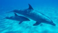 Dolphins: Designed or Adapted by Evolution?