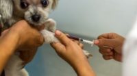 Autism Symptoms in Pets Rise as Pet Vaccination Rates Rise