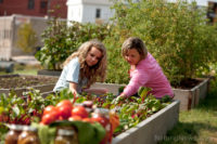 10 High-yield vegetables you should be growing this year