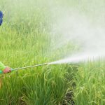 Quercetin protects against toxic effects of pesticides