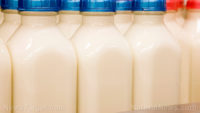 Be careful of what you buy: not all “organic” milk is really organic, report reveals