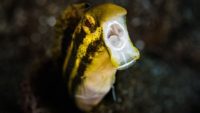 Origin of Fangblenny Fish’s Unusual Venom