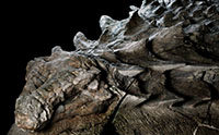 Secrets from the World’s Best-Preserved Nodosaur