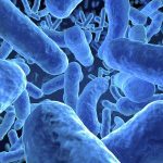 Probiotics found to improve allergy symptoms, study says