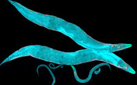 Roundworm DNA System Plans Ahead