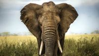 Defining Species—An Elephant-Sized Problem