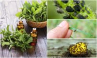 5 Best Essential Oils To Repel Common Bugs, Insects & Pests