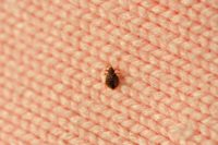 9 Best Home Remedies For Getting Rid Of Bed Bugs