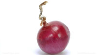 Powerful anti-cancer compound in red onions found to “destroy” cancer tumors