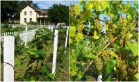 11 Steps To Starting Your Own Organic Backyard Vineyard