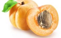 Laetrile From Apricot Seeds: The Cancer Cure Suppressed by Big Pharma