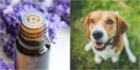 Top 7 Essential Oils For Dogs & How to Use Them