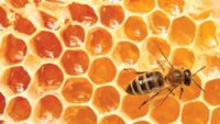 Honeybees: One of God’s Sweetest Designs