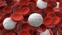 What Is the Ideal White Blood Cell Count?