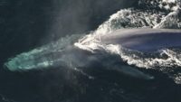 Blue Whale: The Mammoth of the Sea