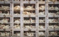 Psyche Drugs Found in “Natural” Chicken