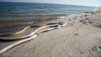 Remember the BP Deepwater Horizon oil catastrophe? The oil was eaten up by ocean microbes (because Mother Nature heals itself)