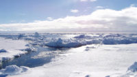 Due to global human pollution, the arctic has become a toxic reservoir of heavy metals, PCBs and other deadly chemicals