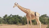 Giraffes: Towering Testimonies to God’s Design