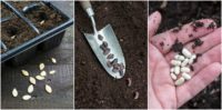 How To Save Seeds For The Most Productive Garden