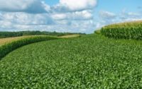 Mono-Cropping with Government Subsidized Soy and Corn a Threat to Health and the Environment