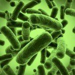 The surprising connection between gut bacteria, probiotics and heart health