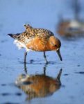 Those Gifted Red Knots