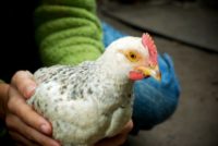 7 Tips For Keeping Chickens In The City