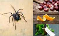 12 Natural Ways To Keep Spiders Out Of Your Home