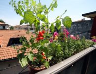 What Is Urban Permaculture? How & Why You Should Adopt These Principles