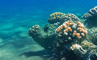 RNA Editing in Corals Stupefies Evolution