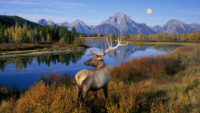 Female ELK becoming super smart, learning how to avoid hunters using stealth tactics that defy humans