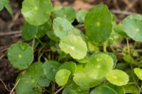 10 Incredible Health Benefits Of Gotu Kola