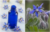 10 Brilliant Benefits Of Borage Oil