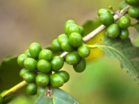 8 Health Benefits Of Green Coffee Beans