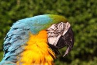 Parrot Denies Evolution
