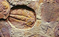 Trilobites Can’t Stomach Darwinism
