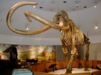 Is the Mammoth Making a Comeback?