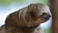 Sloths: Slow on Purpose